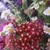 Gartenpflege im Herbst